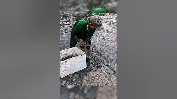 Crayfish _ Cảnh Này Chỉ Có Ở Miền Tây Mò Tôm Càng #shorts #crayfish #tom