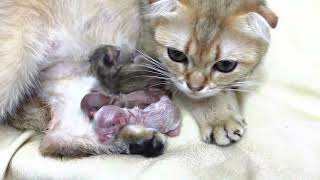 Be captivated by the heartwarming birth of Scotch kittens || Scotch kittens born 1 hour ago😍 by Funny Pets 1,667 views 8 months ago 4 minutes, 21 seconds