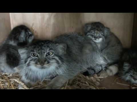 WHF Pallas Cat Kittens 2010 - still playing at 7 weeks old! - YouTube
