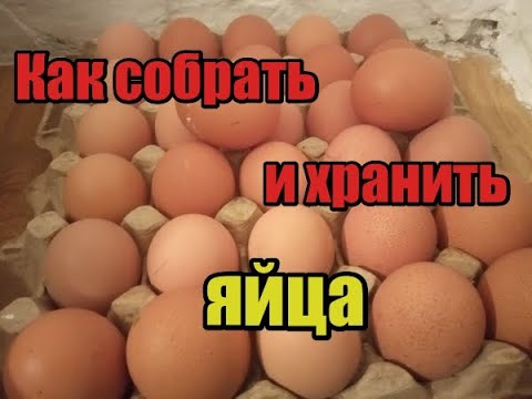 Сбор и хранение инкубационного яйца! Секреты сбора и важные моменты хранения!