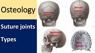 Anatomy of Suture joint l Types l Skull #sutureremoval #skullanatomy #articulation