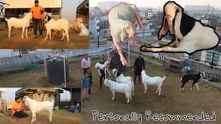 AL AHAD OPEN TERRACE GOAT FARM | SURAT | GUJARAT