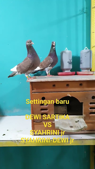 DEWI SARTIKA SETTING SAMA CUCU NY GUYS #burung #bird #piyikan #pigeon #merpati
