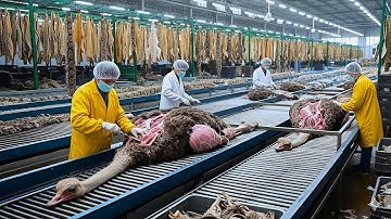 Inside the Ostrich-Leather Factory: From Farm to Luxury Jackets (Full Process)