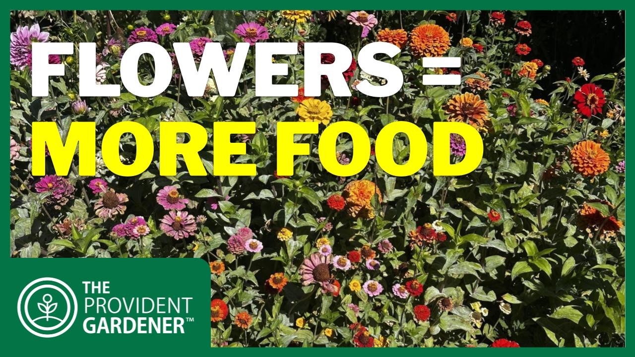 The Secret Power of Flowers: More Pollinators, Bigger Harvests