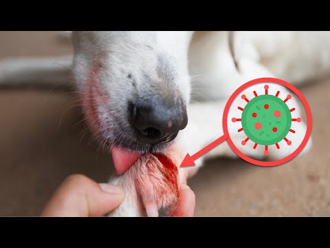 Video: Pse pështyma e qenit shëron plagët?