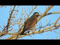 ツグミ_7_Dusky Thrush