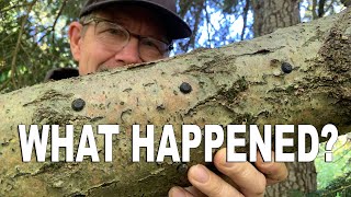 Mushroom Log Fail by GardenFork 1,297 views 6 months ago 2 minutes, 7 seconds