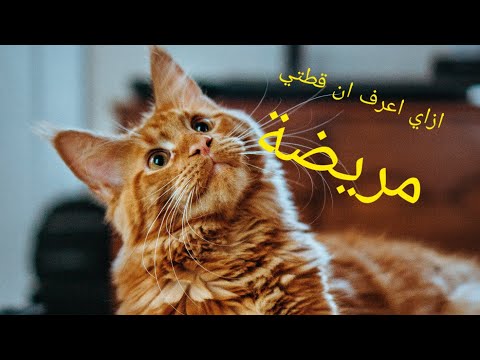 ازاي اعرف ان قطتي مريضة وازاي اتعامل معاها 🐈