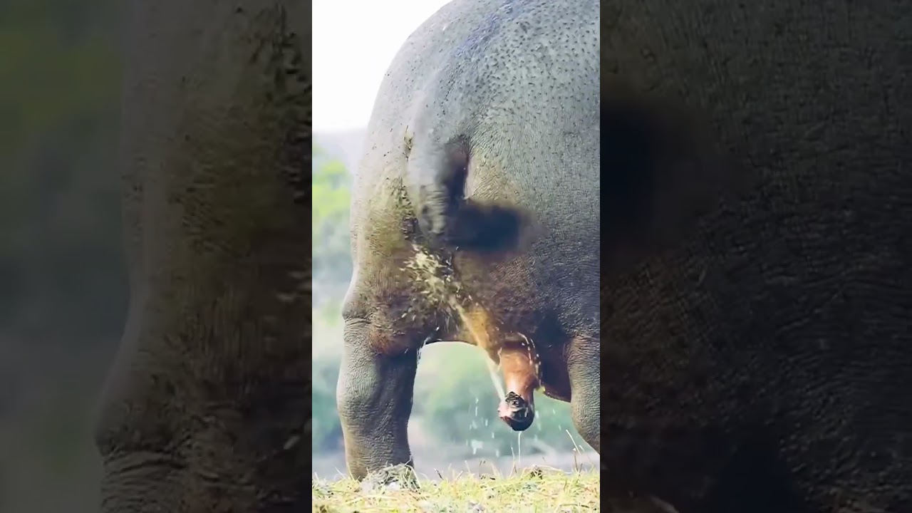 Hippopotamus Taking Shower - By amostheguide (Ig)