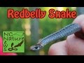 Redbelly Snake - First snake of 2015! | NCNN