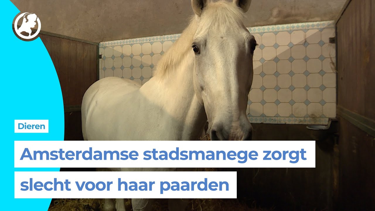 Hollandsche Manege woest om slecht rapport