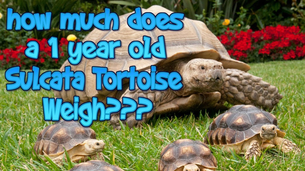 Tortoise Growth Chart