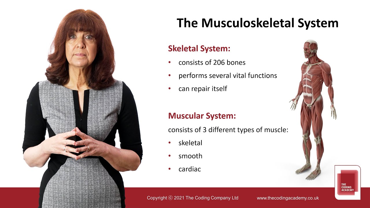 Video Training The Musculoskeletal System YouTube