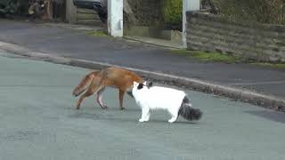 Fuchs und Katze spielen
