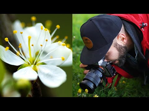 Video: Wie man einen Fotografengarten macht – einen Garten für Fotografen entwerfen