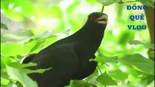 TIẾNG TU HÚ TRỐNG MÁI CHUẨN CÓ LÀ DÍNH