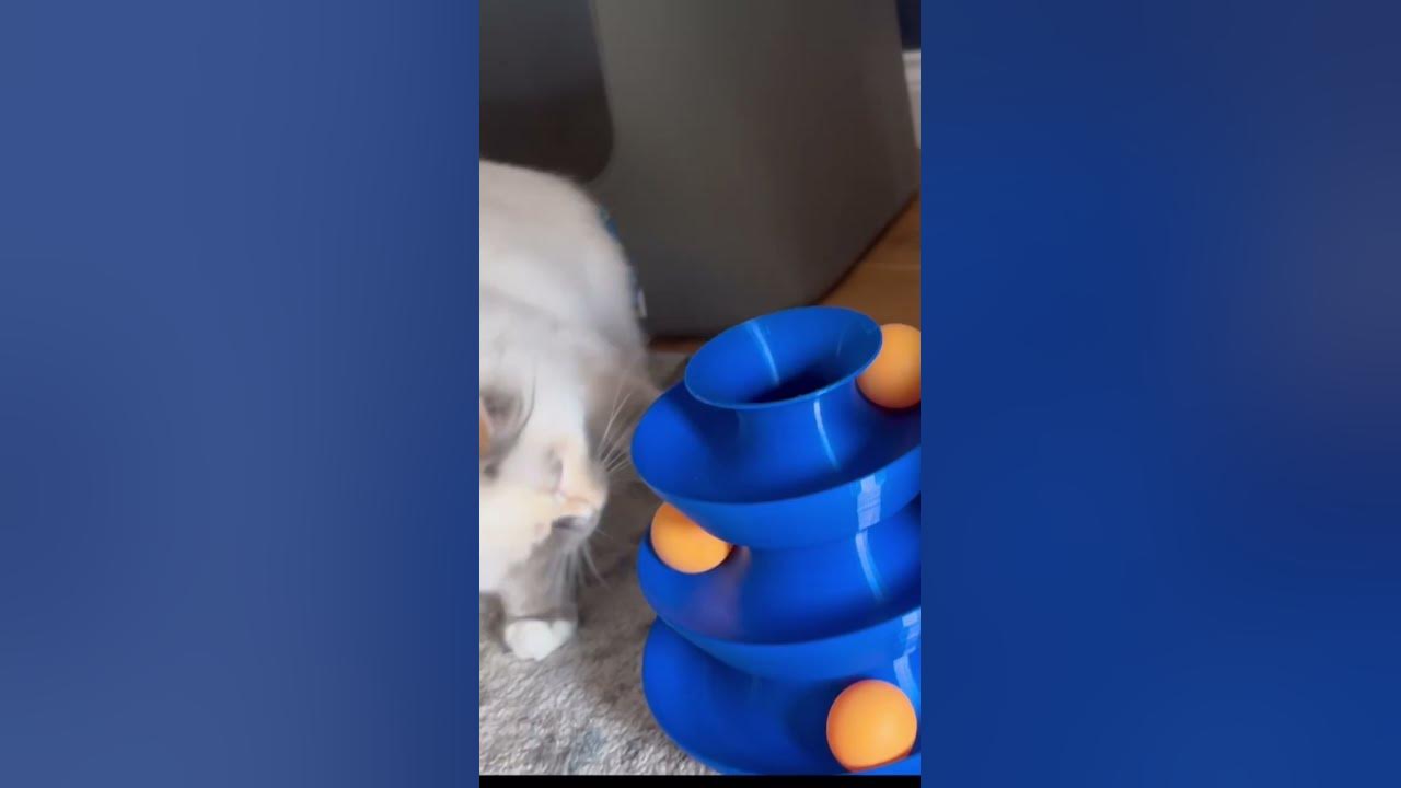 Playtesting The 3D Printed Cat Toy YouTube