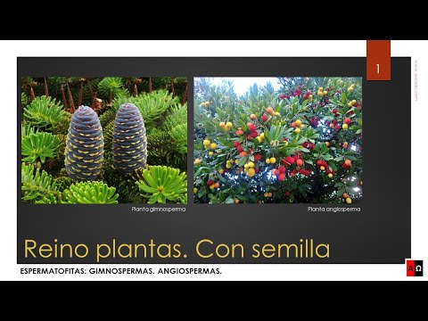 Reino plantas. Con semilla. Espermatofitas: Gimnospermas. Angiospermas