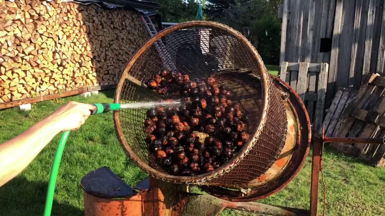Schwarze Walnüsse waschen wallnussfruchtfliege - YouTube