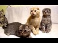 Scottish fold kittens in Ukraine Cattery Bastet.in.ua 🐱 Cute kittens Шотландские вислоухие