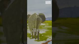 🐘🌫️ Découvrez l&#39;histoire du tableau « Éléphant après la pluie » de Gilles Aillaud !