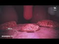 How does your body turn food into the poo Human digestion system in human beings|English subtitle