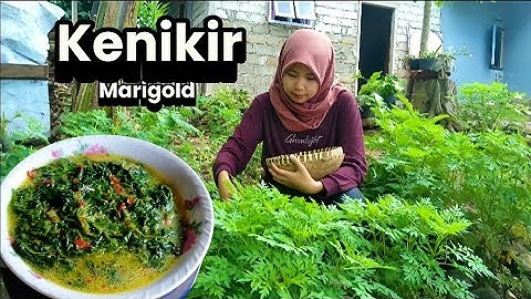 Alhamdulilah Kenikir di Kebun Siap Panen | Masakan Pedesaan Sayur LODEH KENIKIR, Ikan Asin, Nikmat