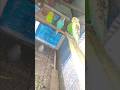 My Hungry Budgies Party! 🦜 Buffet Time in the Aviary #birds #animals #budgies #lovebirds #shorts