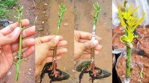 Stone grafting Double Grafting mango tree #grafting