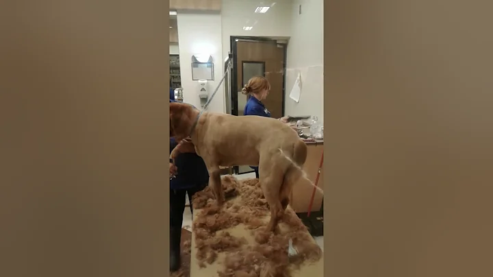 Sadie girl getting groom