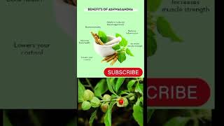 Natural benefits of Ashwagandha ashwagandha ashwagandhakefayde