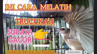 MELATIH MENTAL BURUNG TRUCUKAN ROPEL GARUDA||@rongrongkicaumania