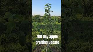 Apple grafting 100 day update.