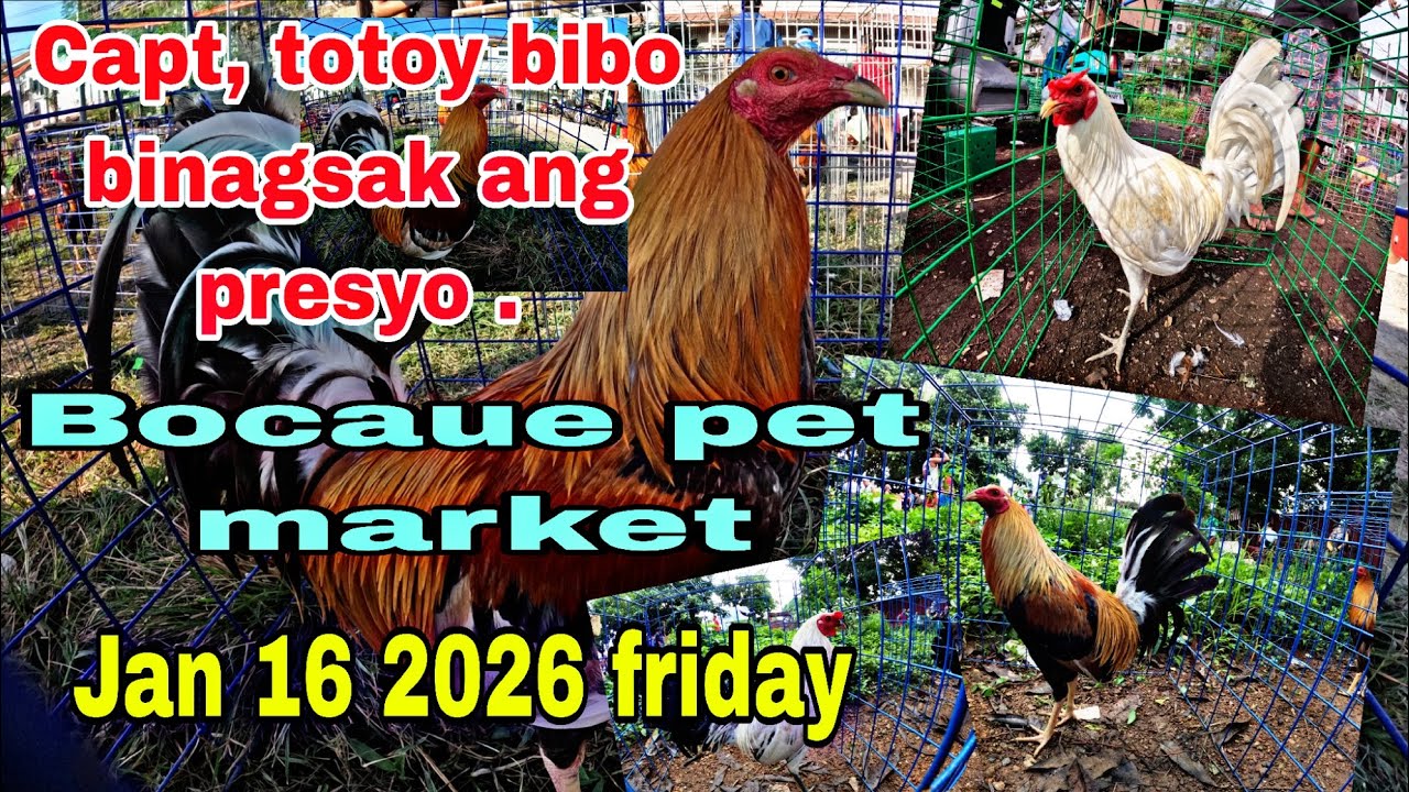Capt , totoy bibo binagsak ang presyo , Bocaue pet market Jan 16 2026 friday .