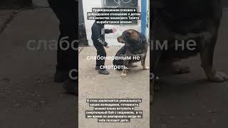 Казахский Тобет ,Казақы ит Төбет, Nomad dog. Автор видео @petr_penkin