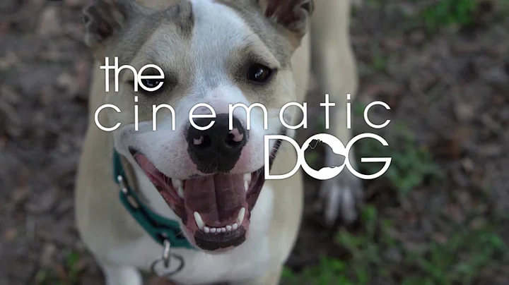 Whippet Dog Plays With Two Labs At The Dog Park