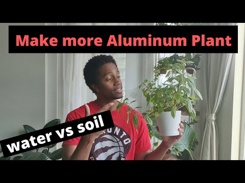 Make more Aluminum Plant | water vs. soil propagation from start to finish