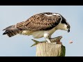 Osprey Mania Sony A9 and A7r4/A7riv and 200-600 captures Beautiful Osprey family shot at their nest