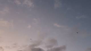 Murrieta flying V craigslist 111524