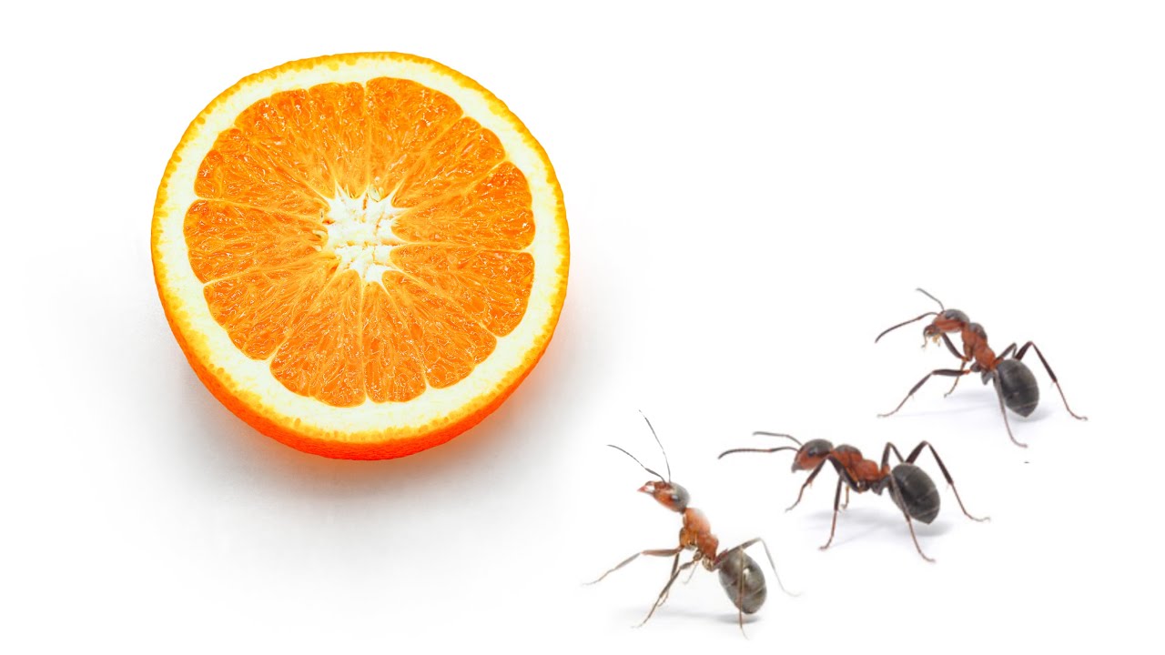 Ant vs Orange timelapse YouTube