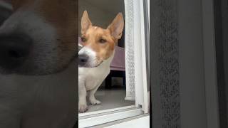 POV: Grooming My Dog is My Therapy 🐶✨