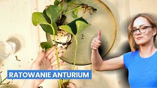 Jak Uratować Anturium Krok Po Kroku