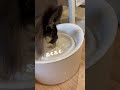 猫とおもってるチワワ自動給水機犬用水遊び