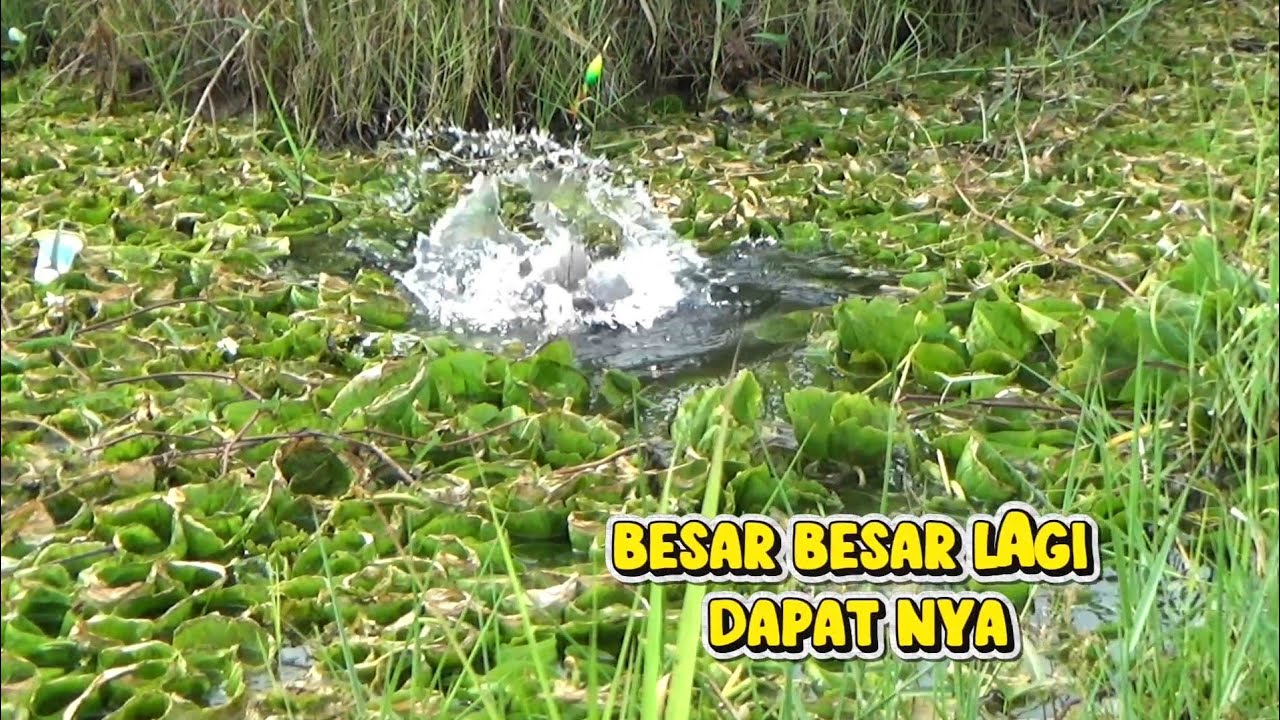 Tidak Rugi saya kembali mancing di kubangan ini,,Hasilnya Besar besar