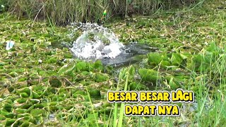 Tidak Rugi saya kembali mancing di kubangan ini,,Hasilnya Besar besar