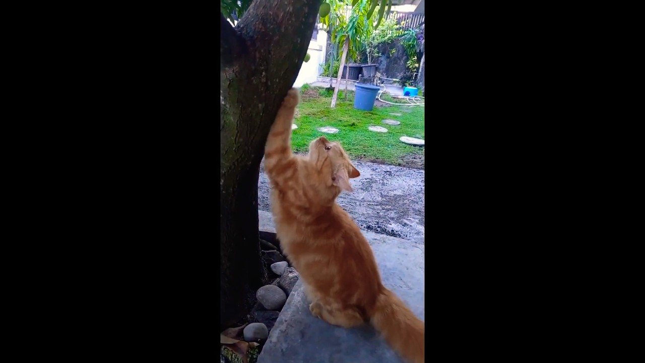 Oyen Ngasah Kuku di Pagar, Eh Pintu Kebuka Langsung Kabur! 