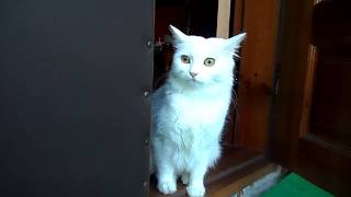 Turkish angora cat with funny big eyes  funny cat video