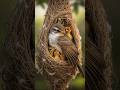 Mother Birds Protects it's babies#birds #nest #aishorts #nature #wildlife#motherbird#babybirds