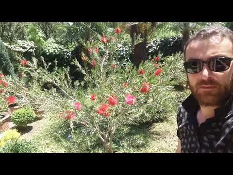 Callistemon. კალისტემონი